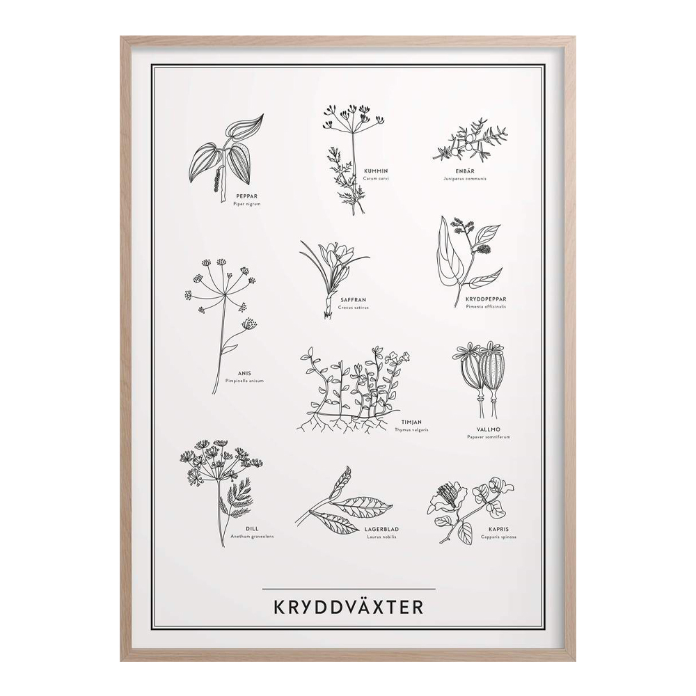 Kunskapstavlan® – Poster 50×70 cm Kryddväxter