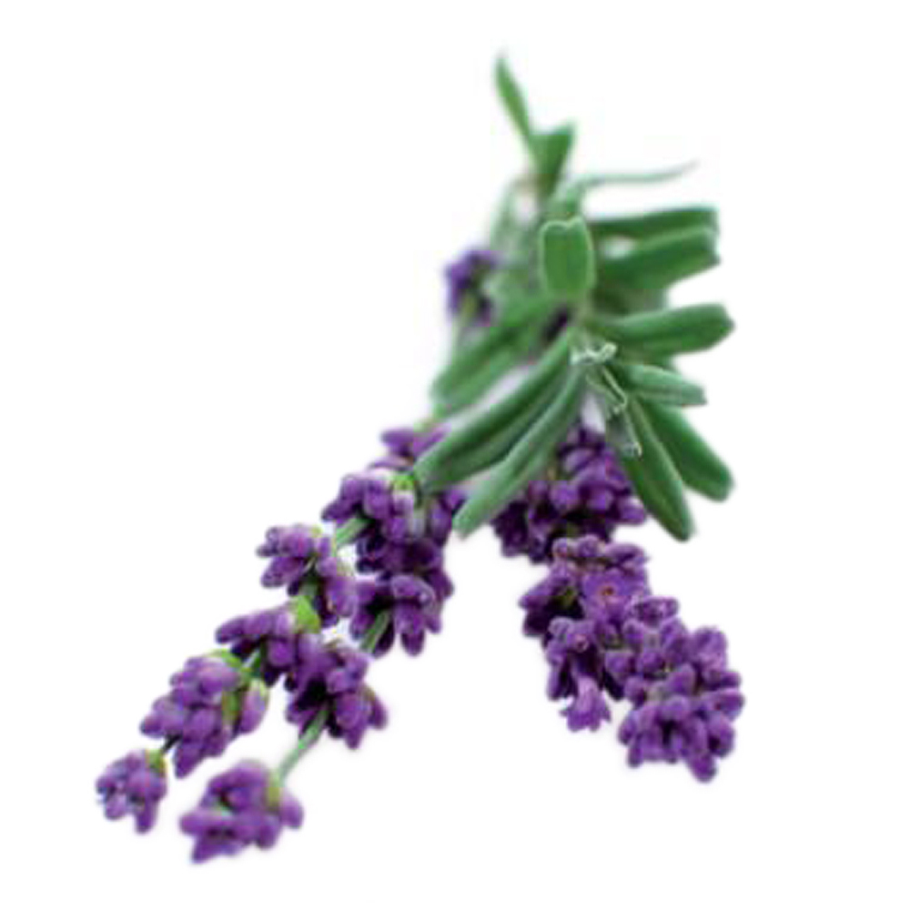 Click and Grow – Smart Garden Växtkapsel refill 3-pack Lavendel