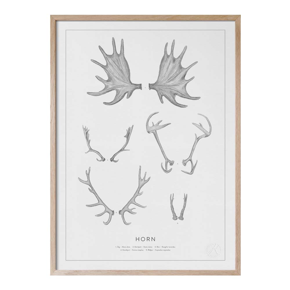 Kunskapstavlan® - Poster 30x40 cm Horn blyerts