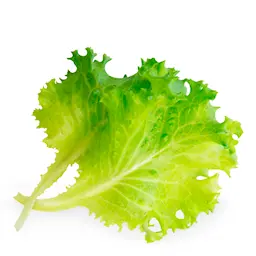 Véritable Lingot Frø refill Salat  hover